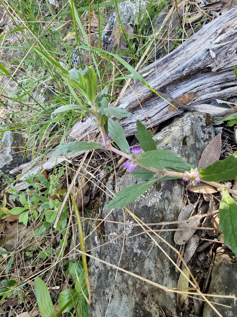 Ajuga australis photo 3