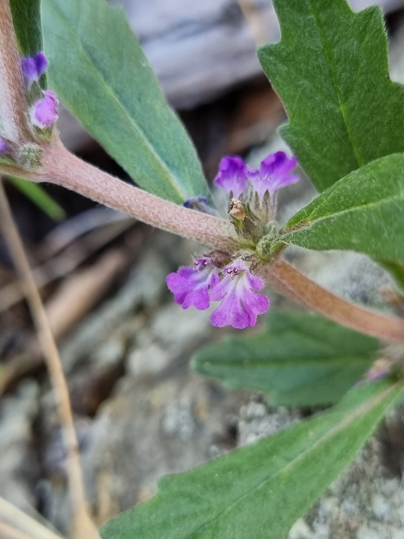 Ajuga australis photo 4