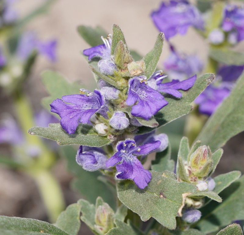 Ajuga australis photo 5