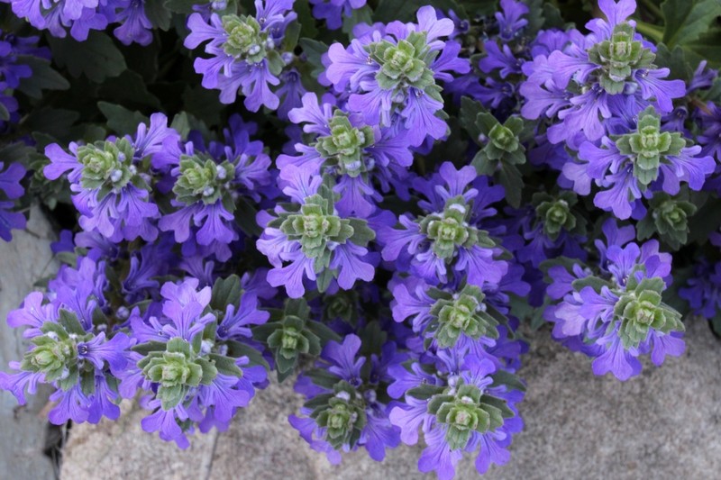 Ajuga australis photo 6