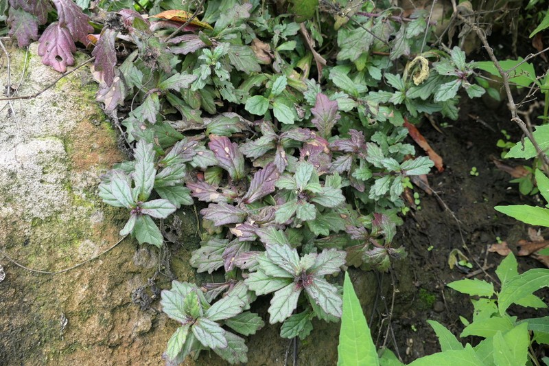 Ajuga australis photo 7
