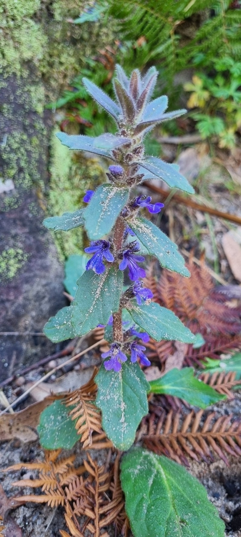 Ajuga australis photo 8