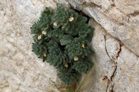 Ajuga austroiranica
