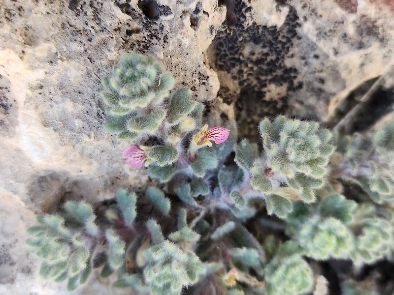 Ajuga austroiranica photo 3