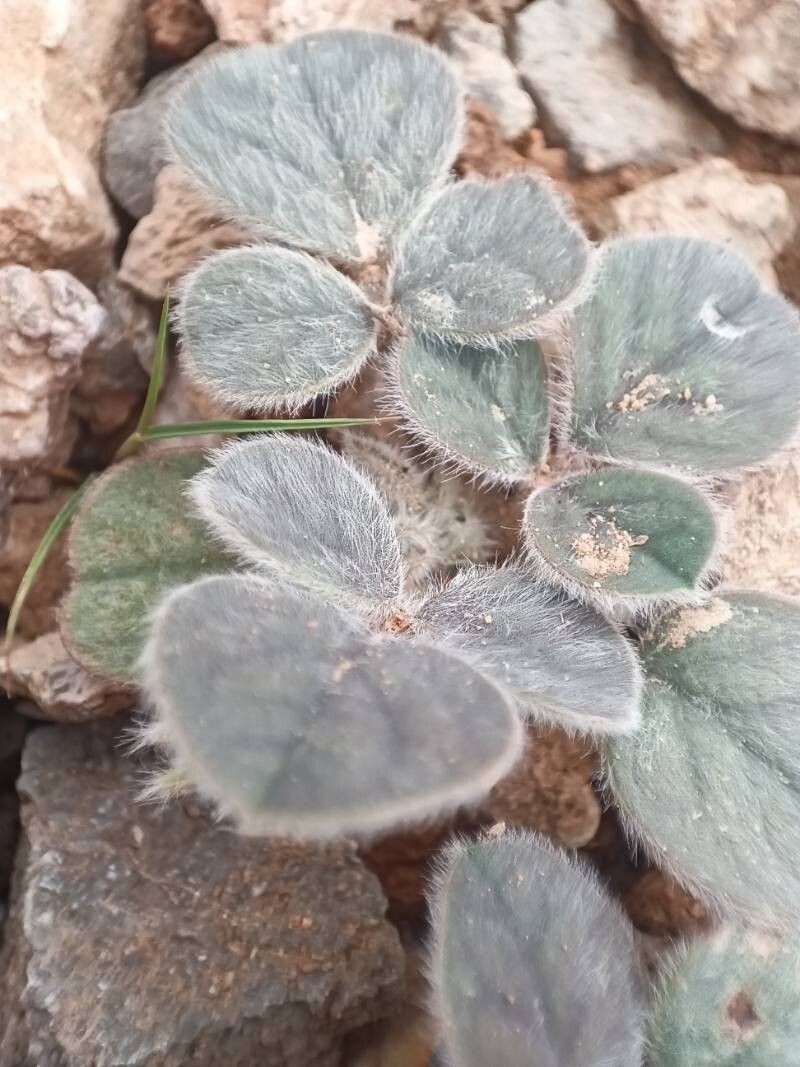 Ajuga austroiranica photo 4