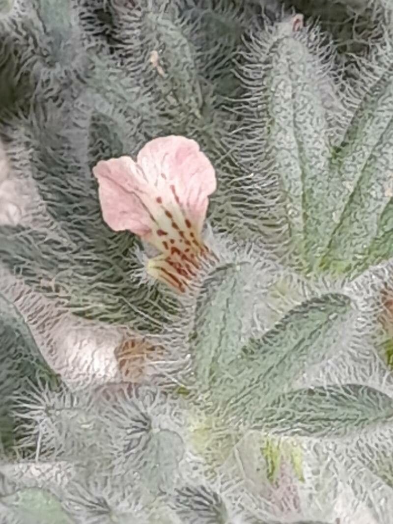 Ajuga austroiranica photo 5