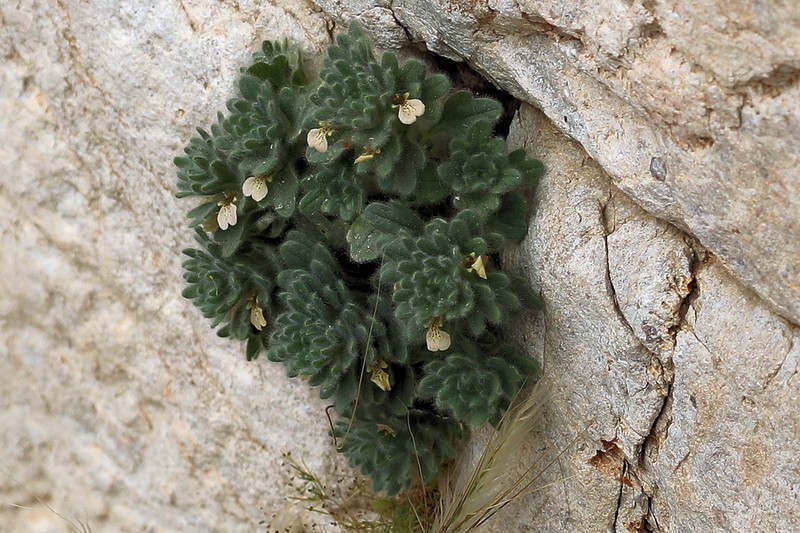 Ajuga austroiranica photo 7