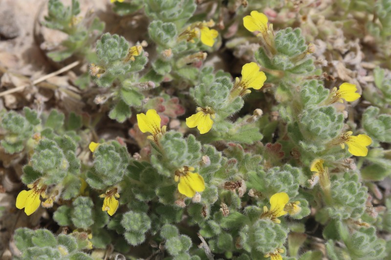 Ajuga bombycina