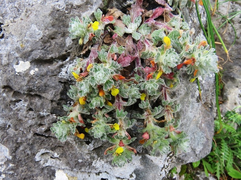 Ajuga bombycina photo 2