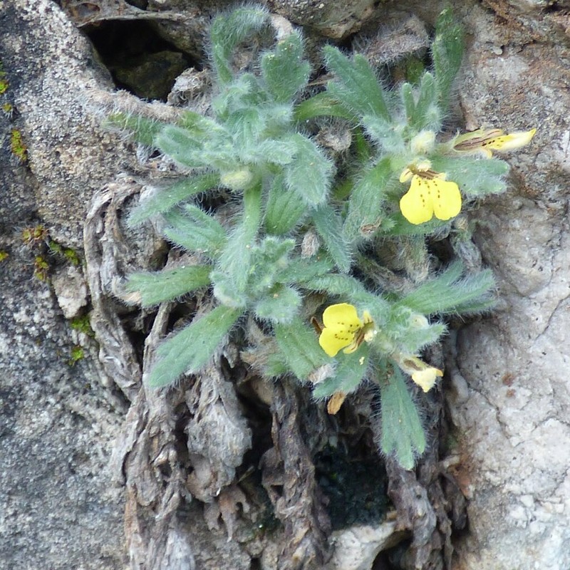 Ajuga bombycina photo 8