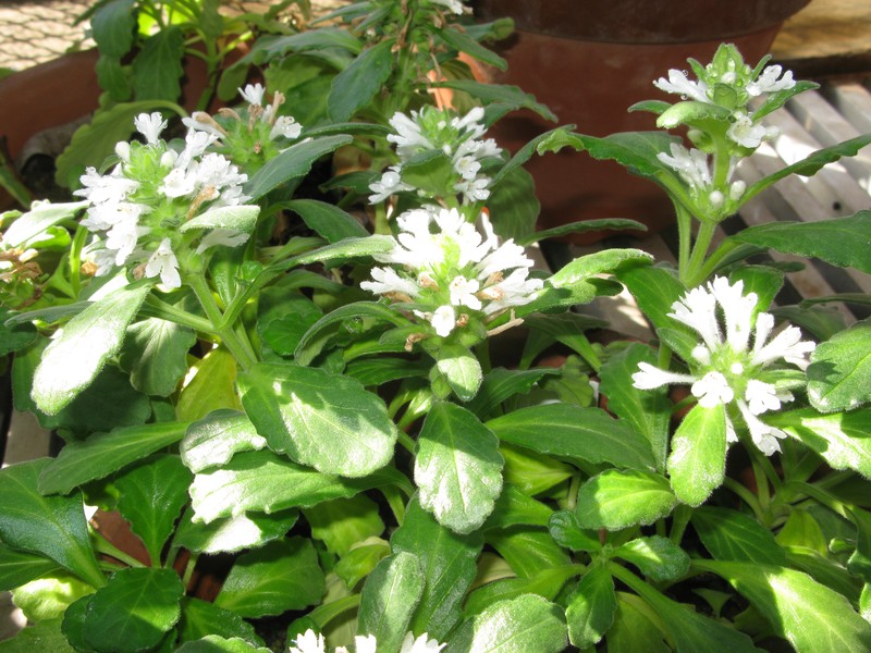 Ajuga boninsimae