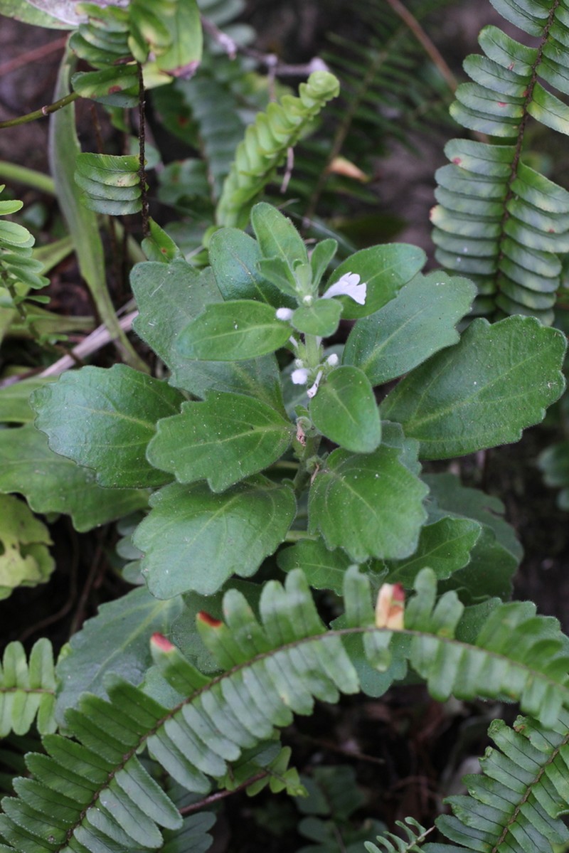 Ajuga boninsimae photo 2