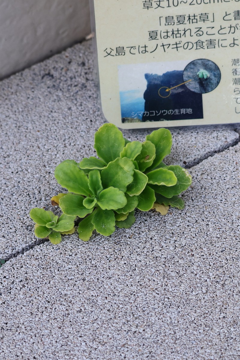 Ajuga boninsimae photo 3