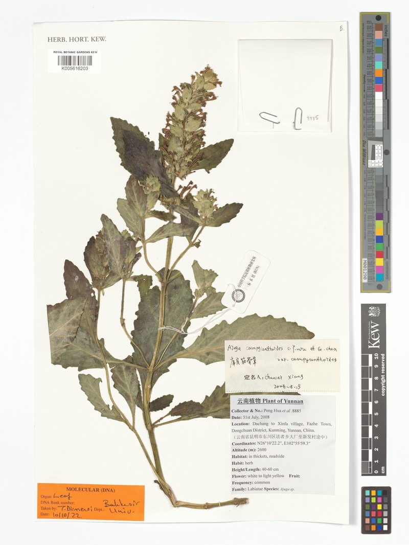 Ajuga campylantha