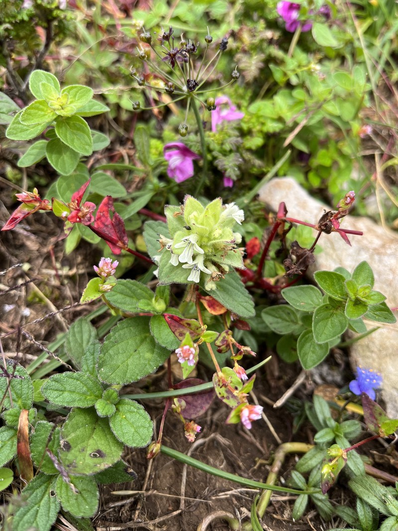 Ajuga campylanthoides photo 2