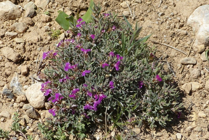 Ajuga chamaecistus photo 3