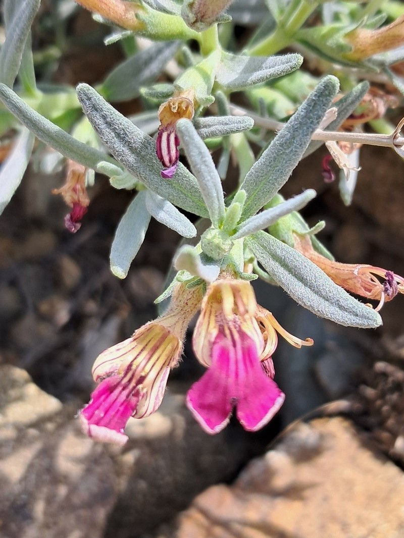 Ajuga chamaecistus photo 5