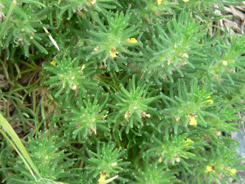 Yellow Bugle