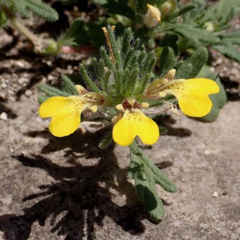 Yellow Bugle photo 2