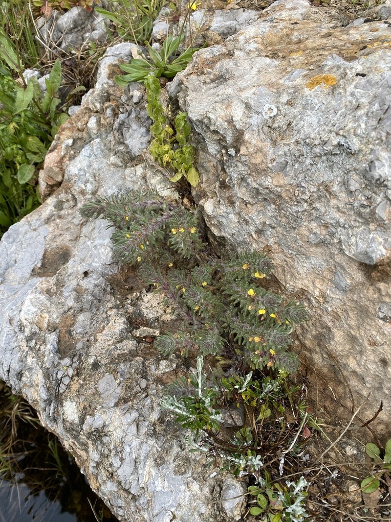 Yellow Bugle photo 3