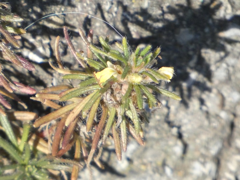Yellow Bugle photo 5