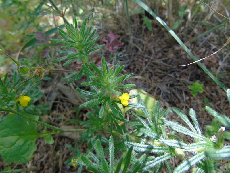Yellow Bugle photo 6
