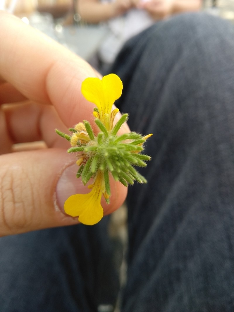 Yellow Bugle photo 7