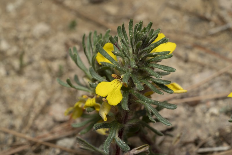 Yellow Bugle photo 8