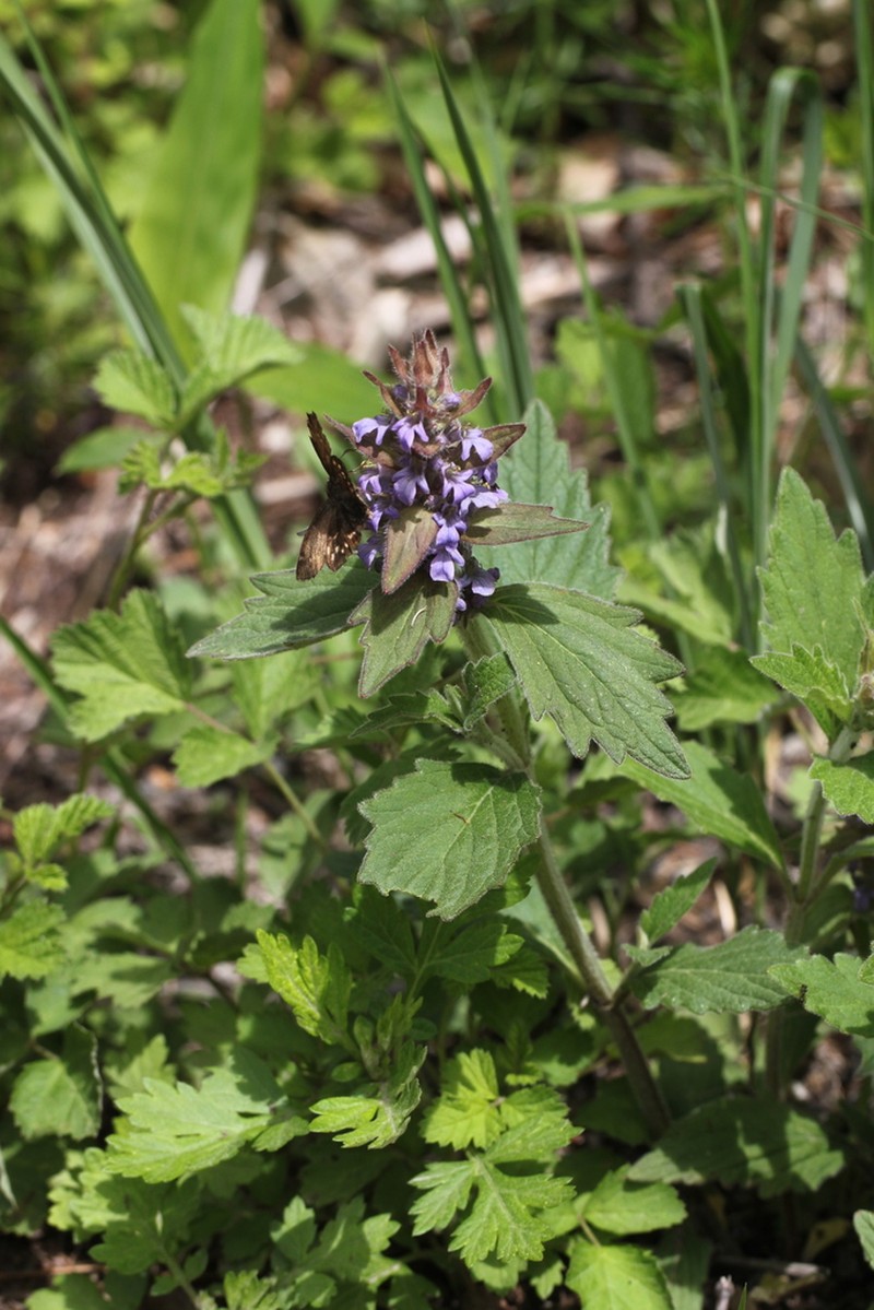 Ajuga ciliata photo 2