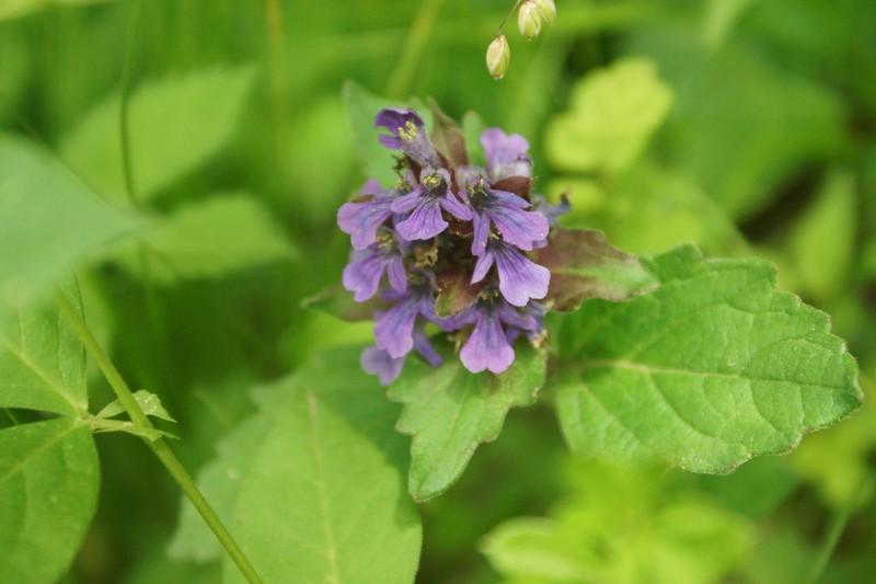 Ajuga ciliata photo 3