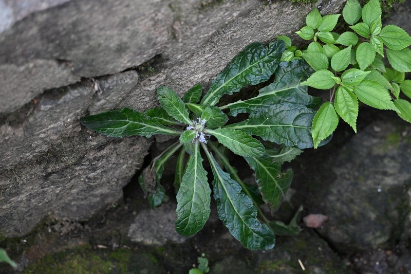Ajuga ciliata photo 5