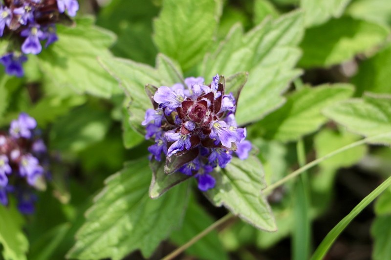 Ajuga ciliata photo 6