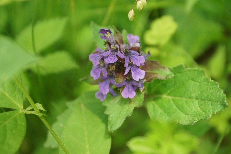 Ajuga ciliata photo 7