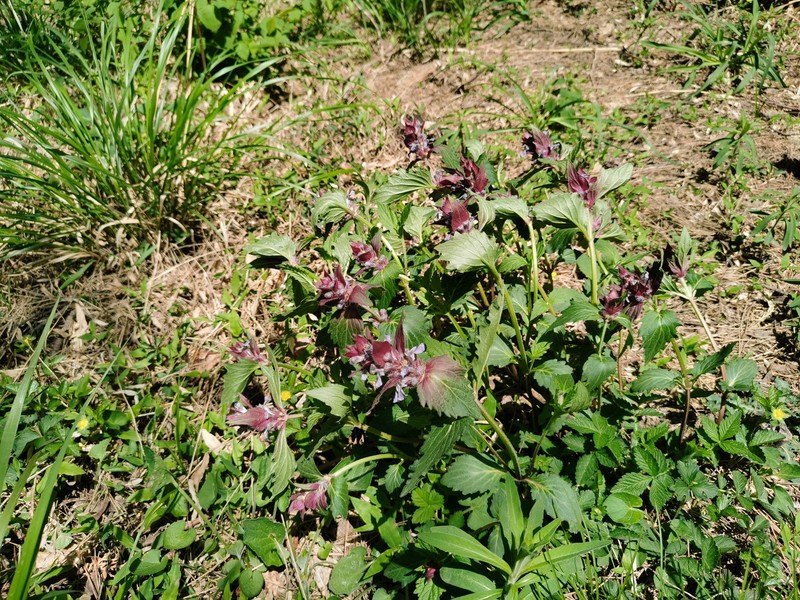 Ajuga ciliata photo 8