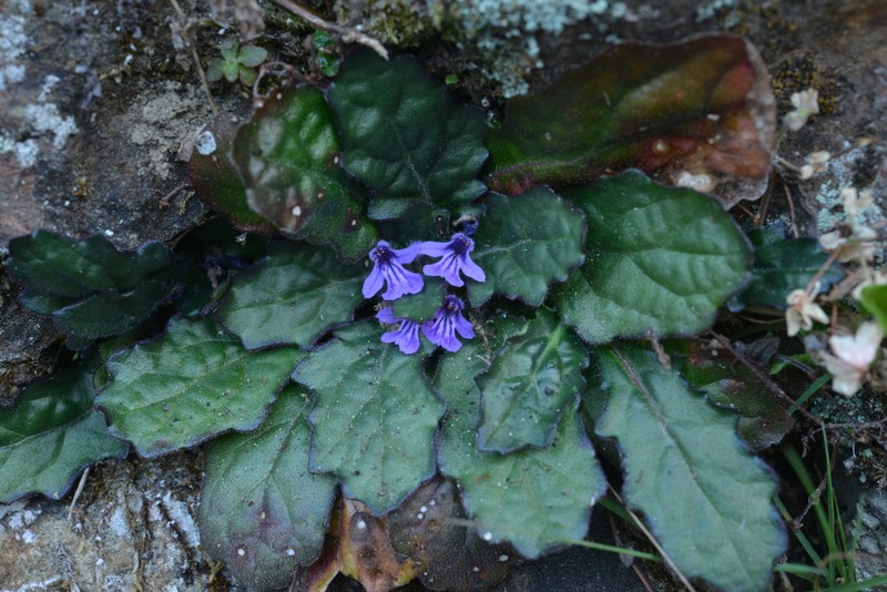 Ajuga decumbens photo 2