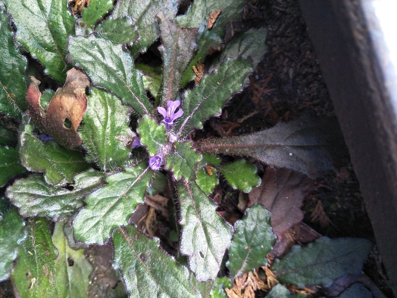 Ajuga decumbens photo 3