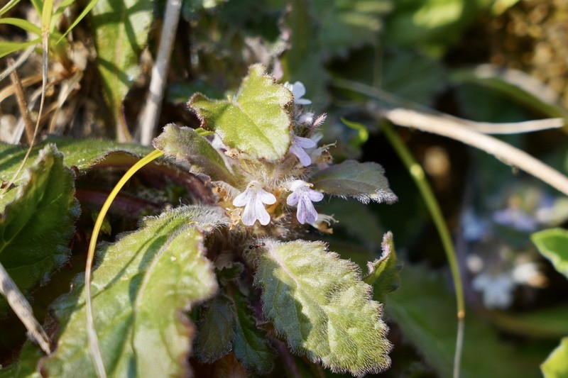Ajuga decumbens photo 4