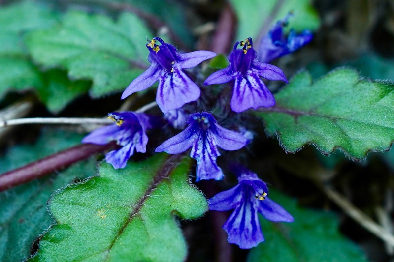 Ajuga decumbens photo 5