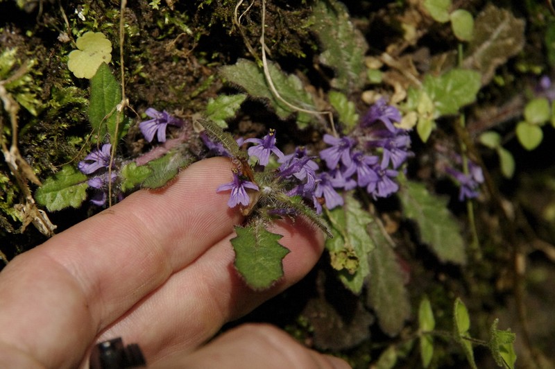Ajuga decumbens photo 6
