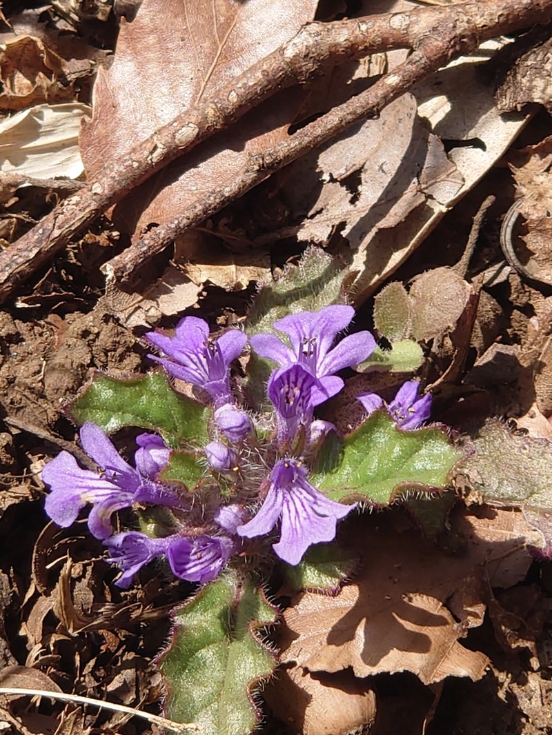 Ajuga decumbens photo 7