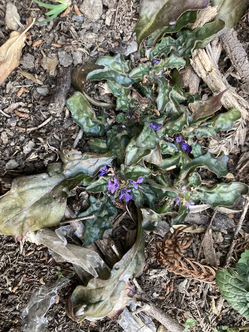 Ajuga decumbens photo 8