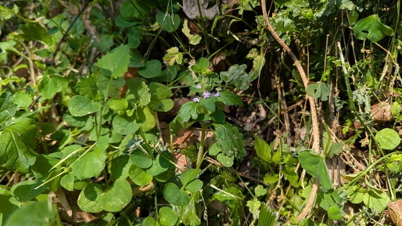 Ajuga dictyocarpa