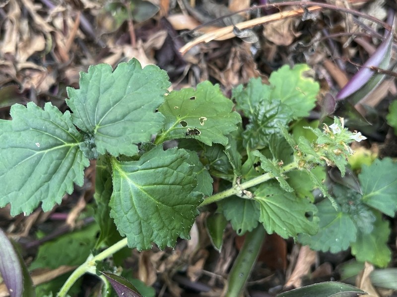Ajuga dictyocarpa photo 2