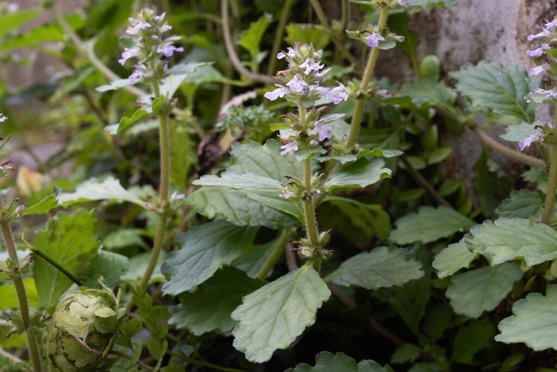 Ajuga dictyocarpa photo 3