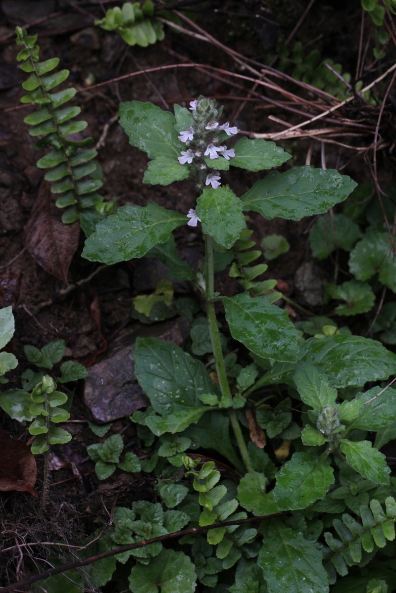 Ajuga dictyocarpa photo 4