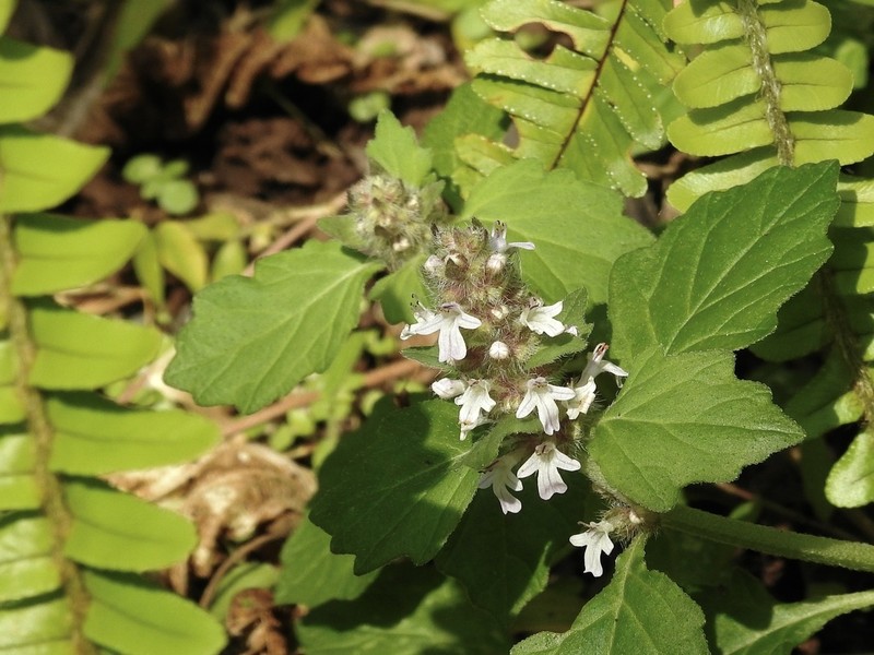 Ajuga dictyocarpa photo 5