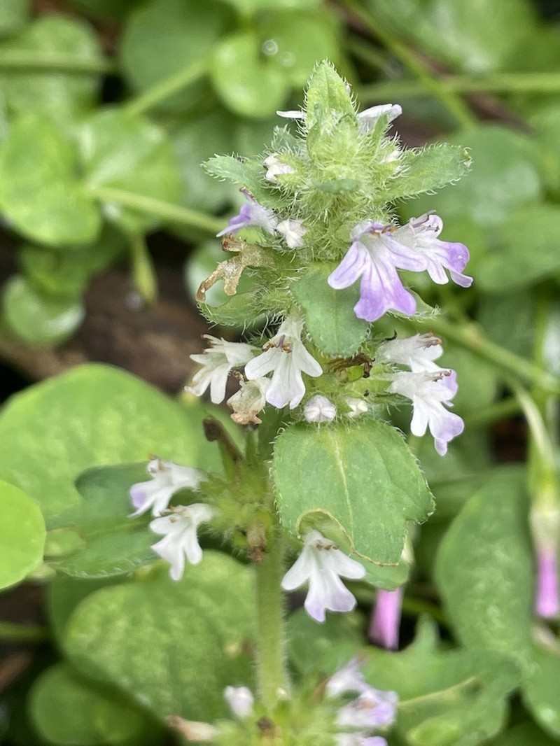 Ajuga dictyocarpa photo 6