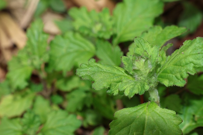 Ajuga dictyocarpa photo 7