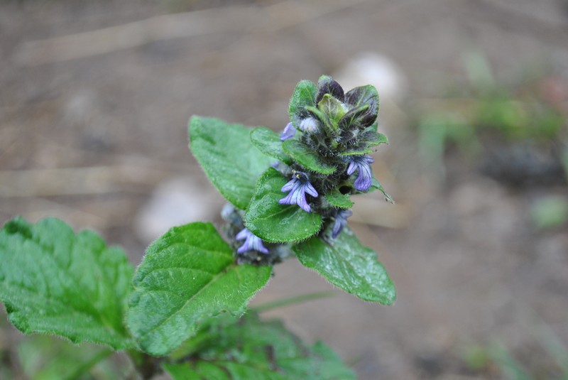 Ajuga forrestii photo 3