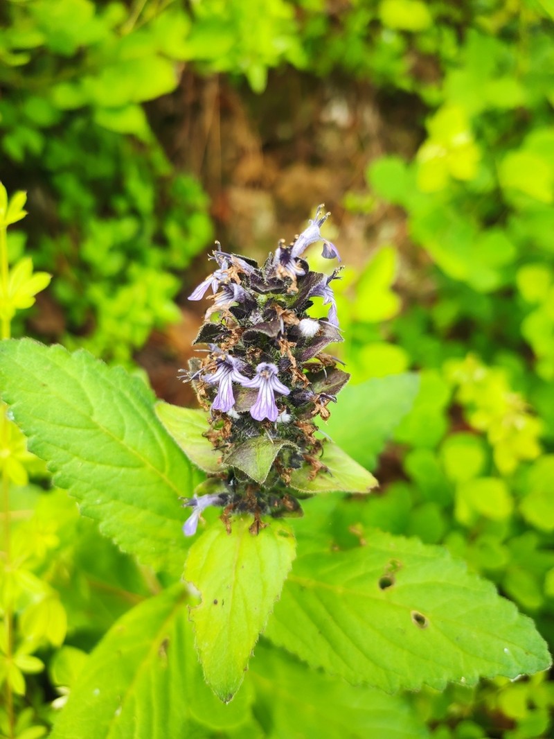 Ajuga forrestii photo 4